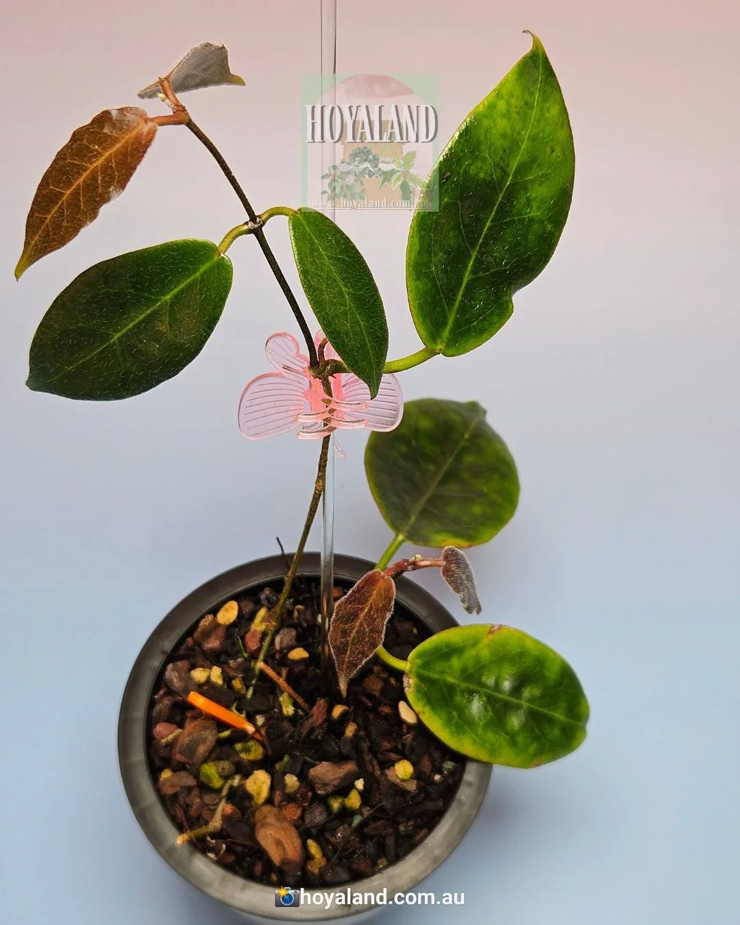 レアなHOYA biruensis Hoya Biruensis. 
